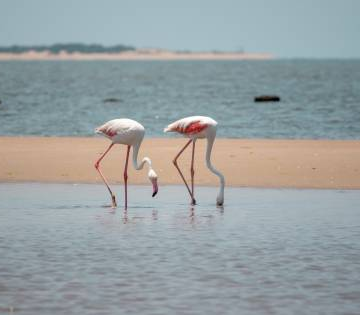 Mozambique photo
